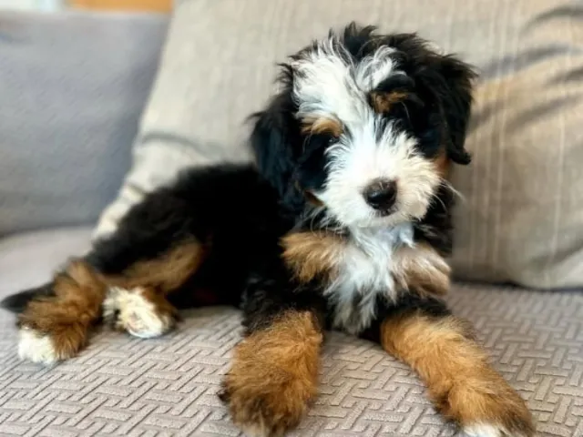 Bernedoodle Puppy laying on a sofa