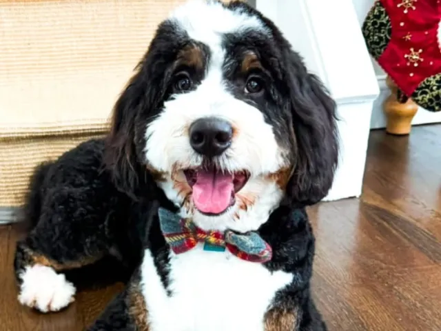 Bernedoodle dog sitting on the floor