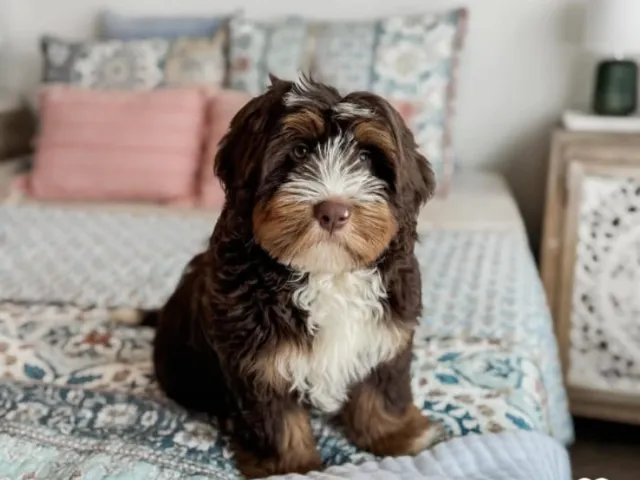 A Bernedoodle Puppy sitting on a bed