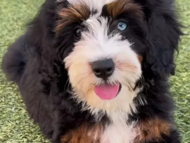a full grown up Bernedoodle
