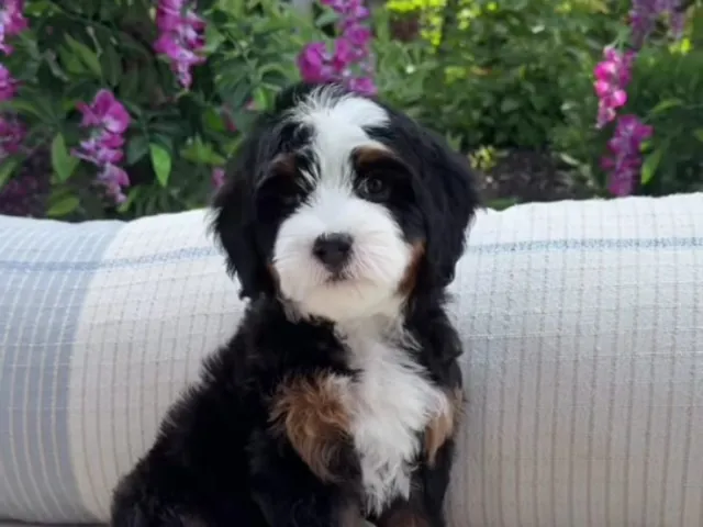 Bernedoodle Puppy sittting on a sofa