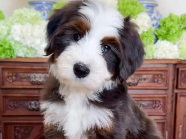a cute bernedoodle