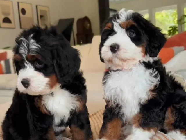 Two bernedoodles sitting on a couch