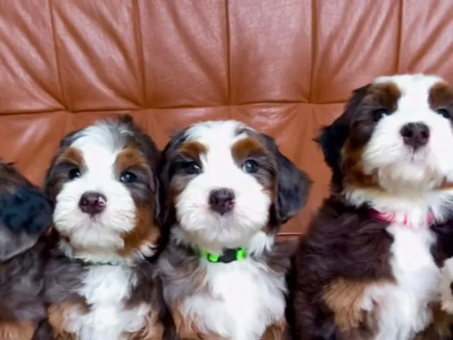 three bernedoodle sitting on a sofa