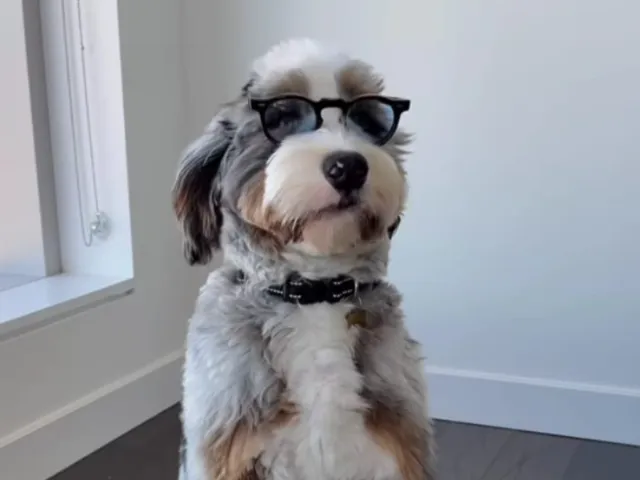 A cute doodle wearing glasses