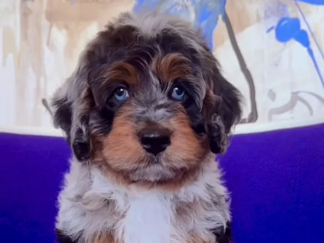 A sweet bernedoodle