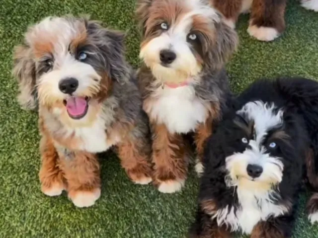 three cute bernedoodles