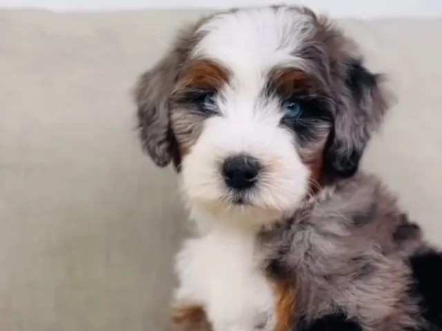 a bernedoodle pup