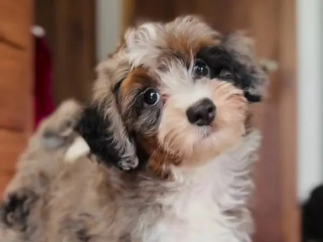 A brown bernedoodle