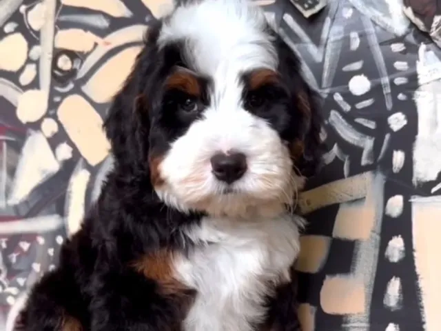 A bernedoodle puppy