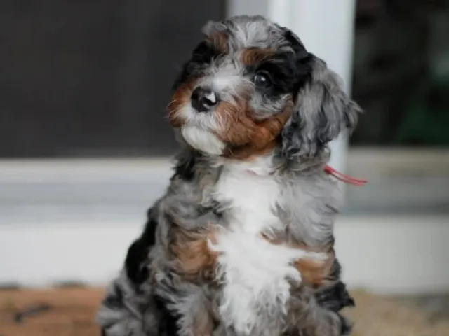 A bernedoodle pup