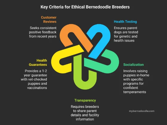 An infographic checklist for choosing a Bernedoodle breeder, for health, socialization, and transparency.