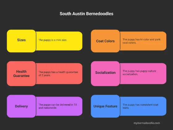 Infographic about 8th bernedoodle breeder in Texas