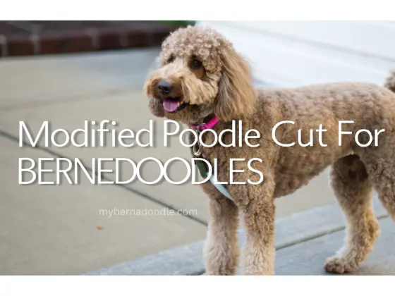 Bernedoodle Haircut Styles -The Poodle cut