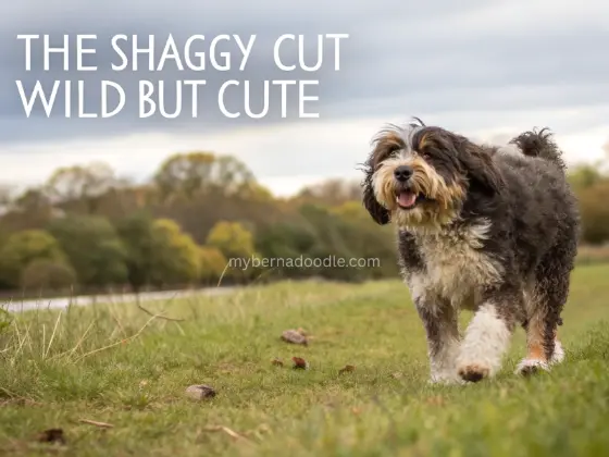 Bernedoodle Haircut Styles - the shaggy cut