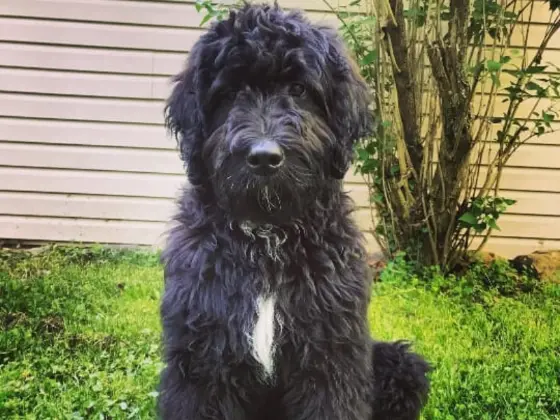 A Black Bernedoodle in a backyard