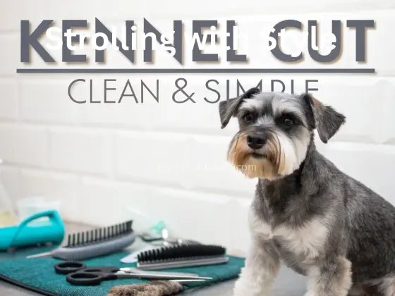 Bernedoodle Haircut Styles - the kennel cut