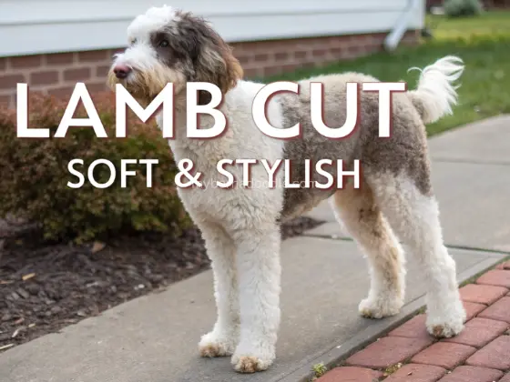 Bernedoodle Haircut Styles - The Lamb cut