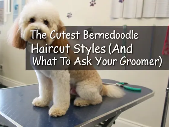 Bernedoodle Hair cut 28