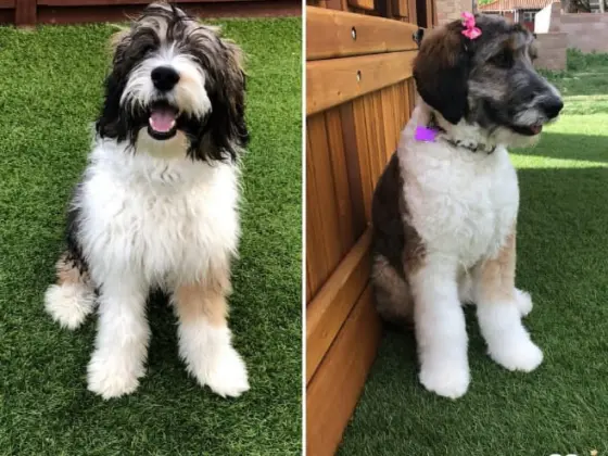 Before and after picture of bernedoodle with summer cut
