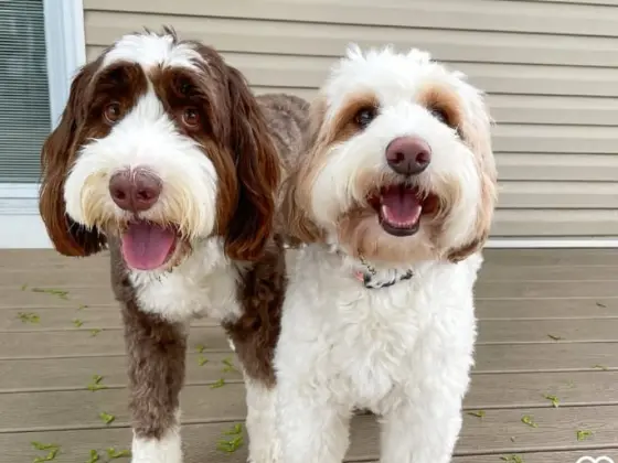 Kennel cut of bernedoodle puppy