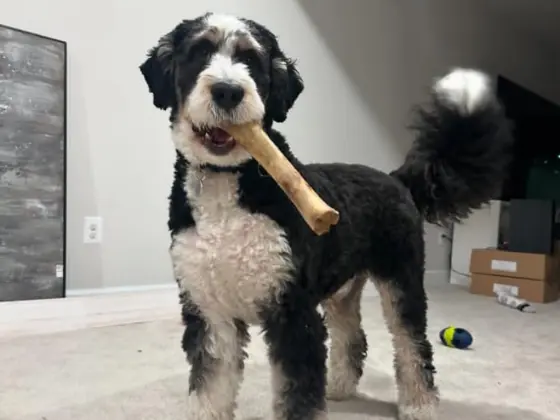 Doodle do cut of bernedoodle