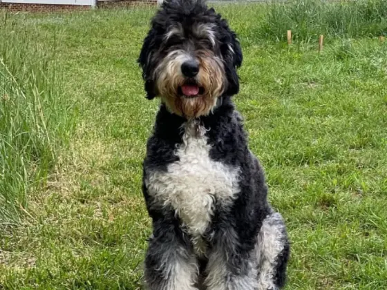 mohawk cut of bernedoodle