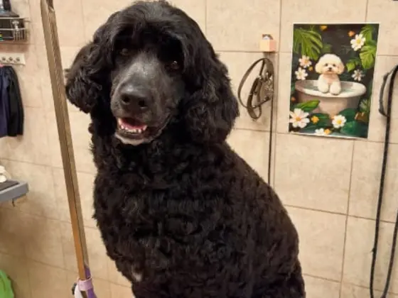 Bernedoodle Lion Cut for summer