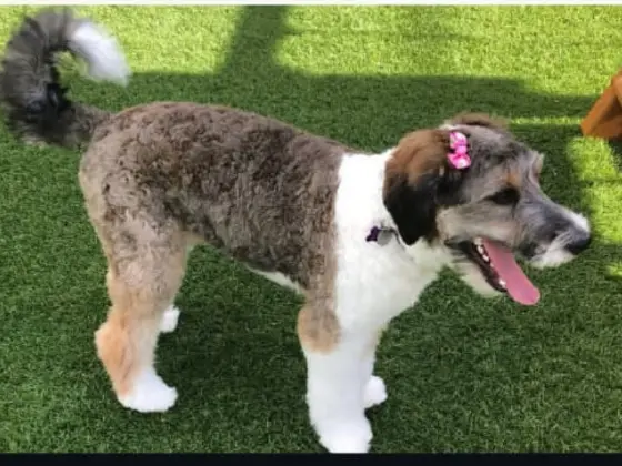 Bernedoodle Summer Cut Styles