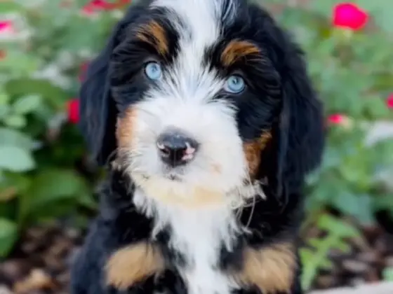 Golden Retriever Puppy 15