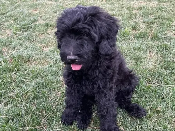Black Bernedoodle Puppy 16