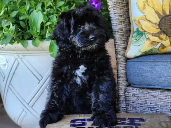 Black Bernedoodle puppy