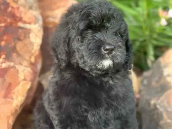 Black Bernedoodle 21
