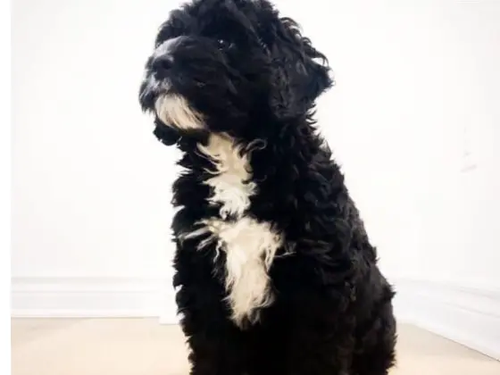 Black Bernedoodle 22