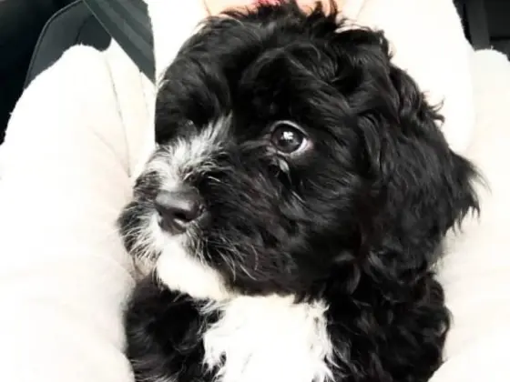 Black Bernedoodle 