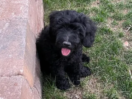 Black Bernedoodle 24