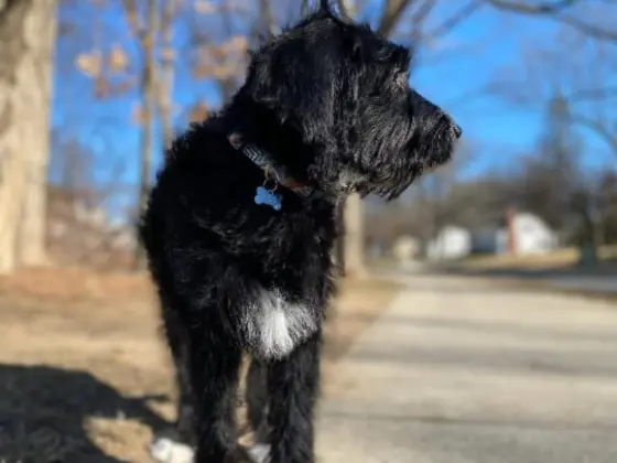 Black Bernedoodle standing by a roadside