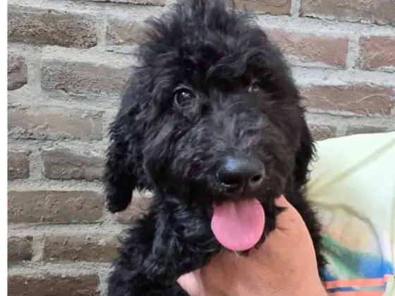 Black Bernedoodle pup