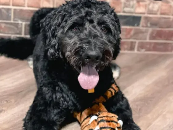 Black Bernedoodle laying on floor