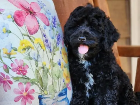 Black Bernedoodle sitting near colorful pillow