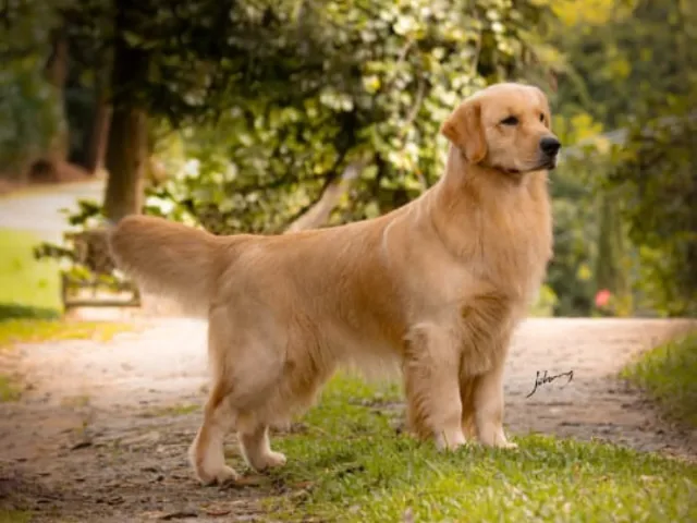 The Golden Retriever Aesthetic vibes 16