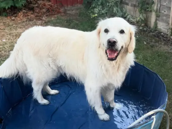 The Golden Retriever Aesthetic vibes 10