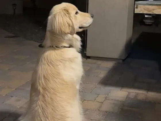 The Golden Retriever Aesthetic11