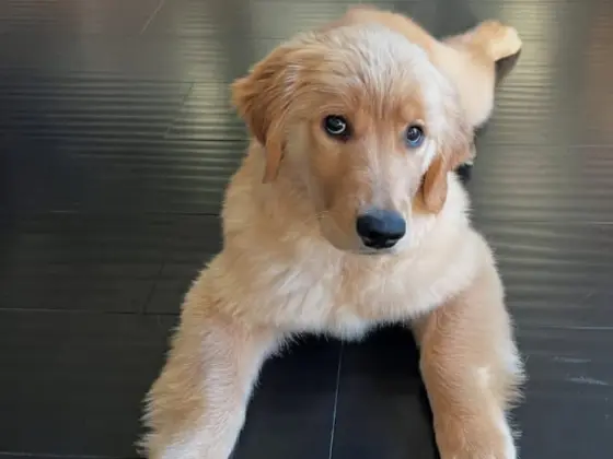 The Golden Retriever Aesthetic14