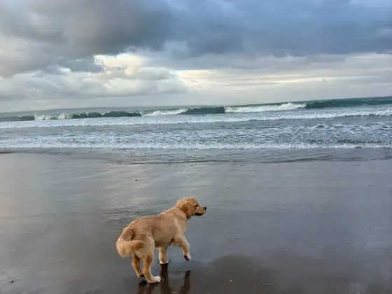 The Golden Retriever Aesthetic vibes 9