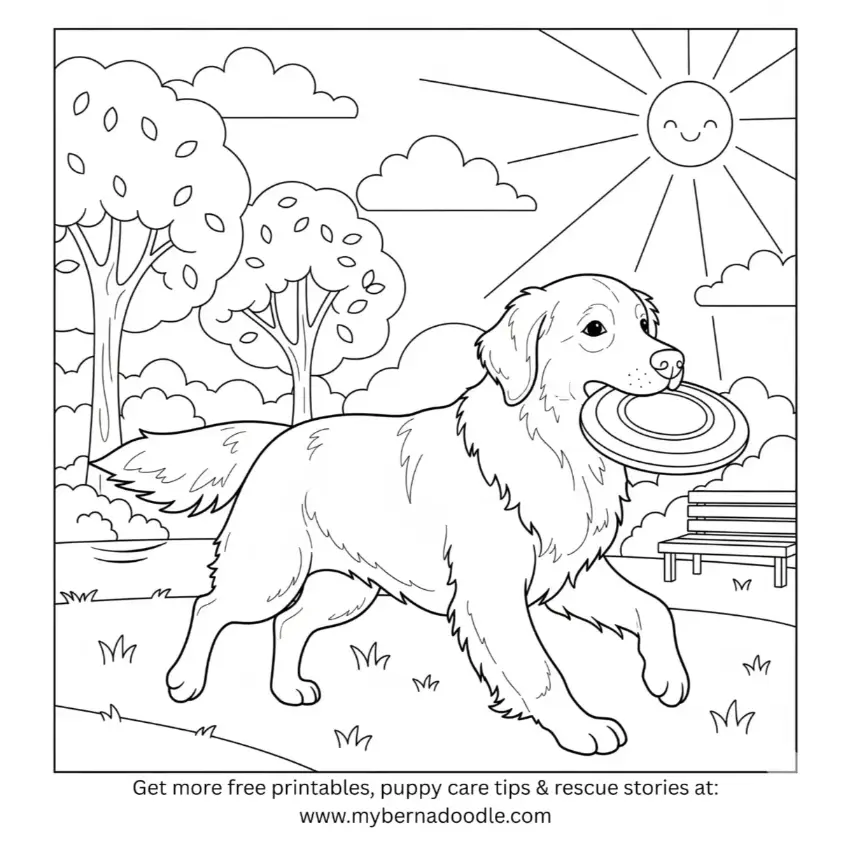 Golden Retriever Drawing 15