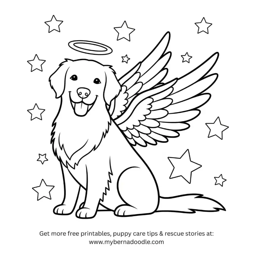 Golden Retriever Drawing 19