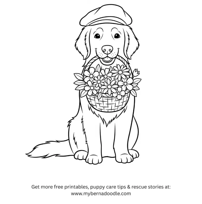 Golden Retriever Drawing22