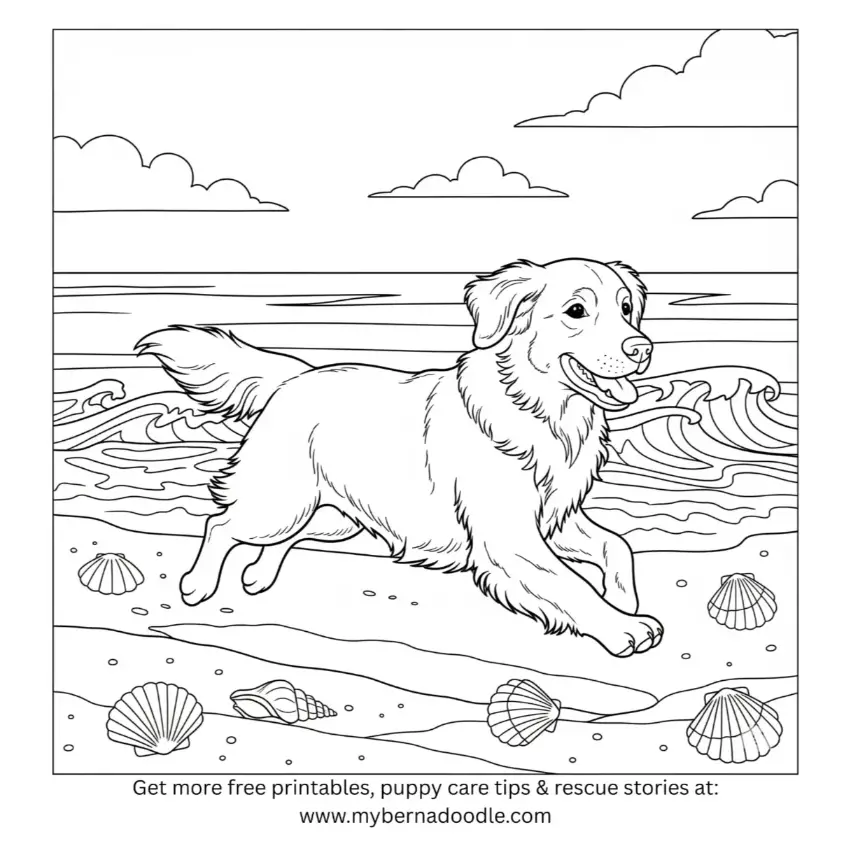 Golden Retriever Drawing23