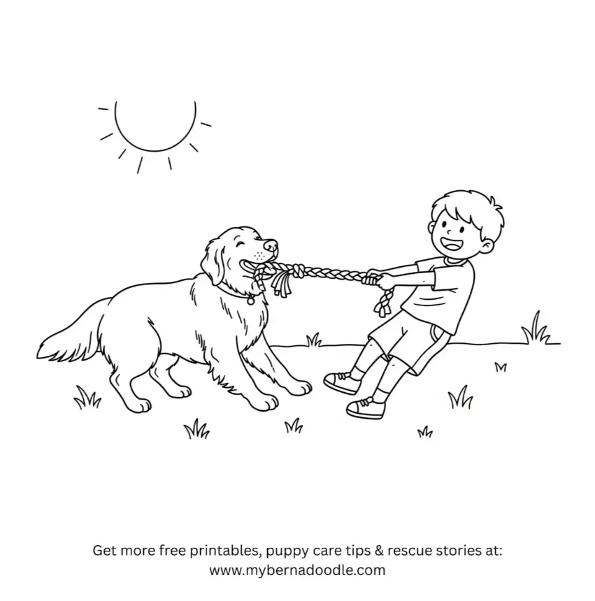 Golden Retriever Drawing25
